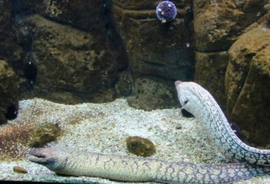 photo 478531