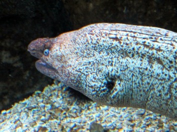 photo 479108