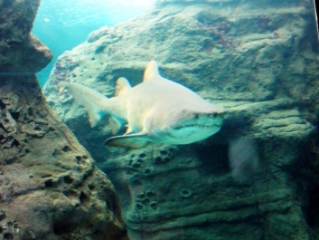 photo 479464