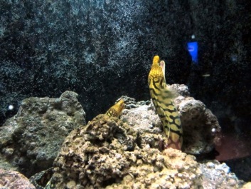 photo 485062