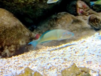 photo 485696