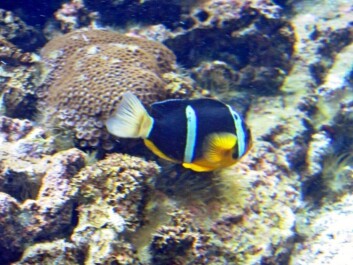 photo 489585