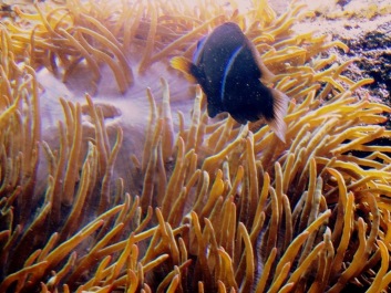photo 493454