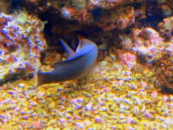 photo 493456