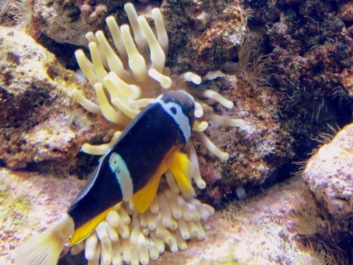 photo 493461