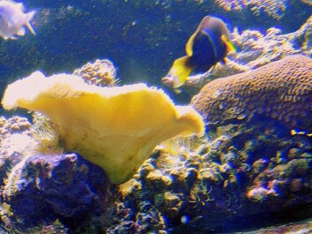 photo 494362