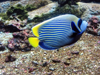photo 498581