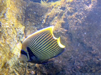 photo 499881