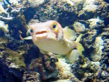 photo 500778