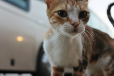 photo 698834