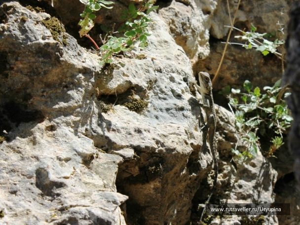photo 890726