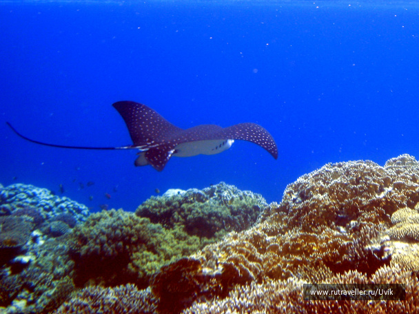 photo 146941