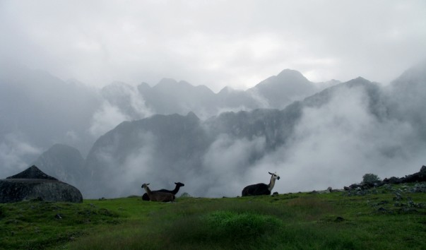 Ламы в горах