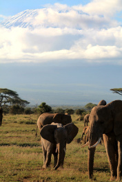 photo 237627