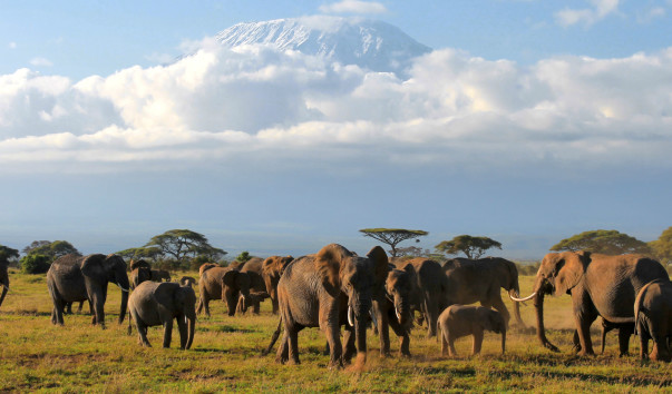 Амбосели. Утренние слоны Килиманджаро 1
