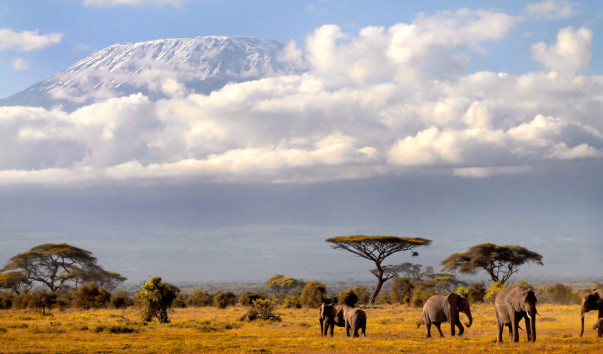 Утренние слоны Килиманджаро 7