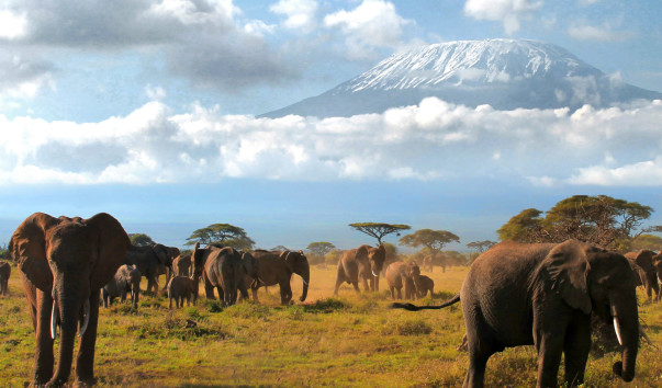 Утренние слоны Килиманджаро 4