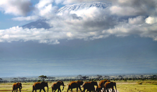 Слоны Килиманджаро 3