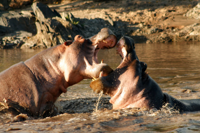 photo 239086