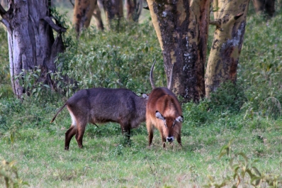 photo 747704