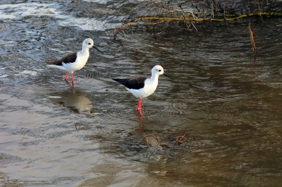 photo 747710
