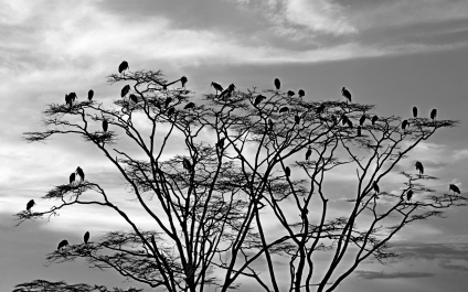 photo 752665