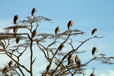 photo 752666