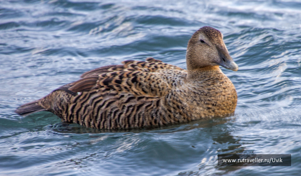 photo 2115815
