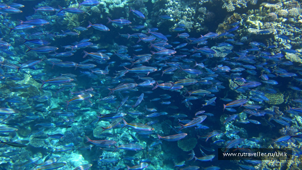 photo 1062769