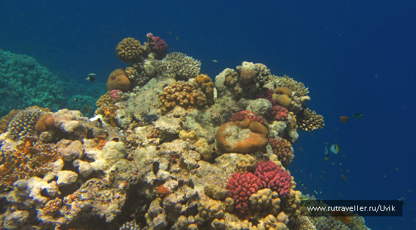 photo 1062784