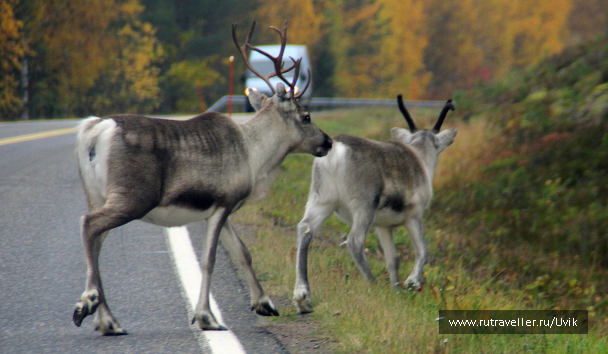 photo 1445156