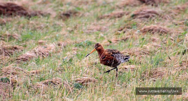 photo 2122272