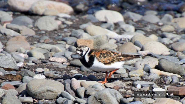 photo 2121628