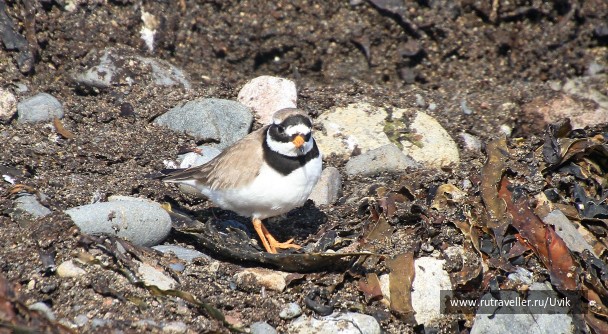 photo 2121629