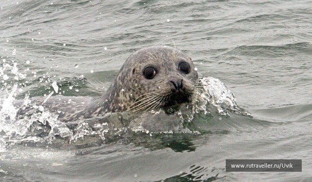 photo 2112991