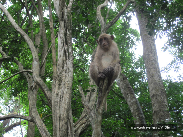 photo 266955