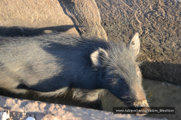 photo 511199