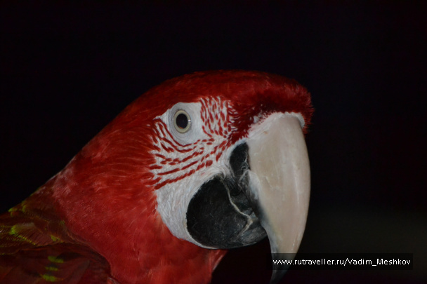 photo 517296