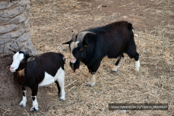 photo 517315
