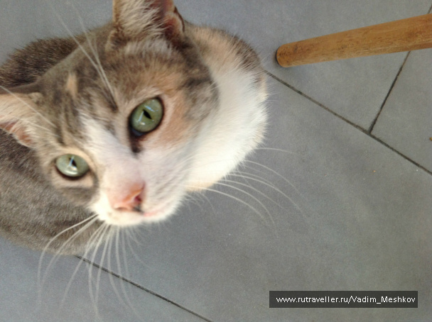 photo 517321