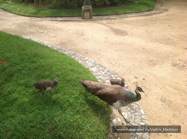 photo 878481