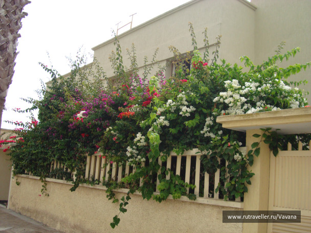 photo 75995