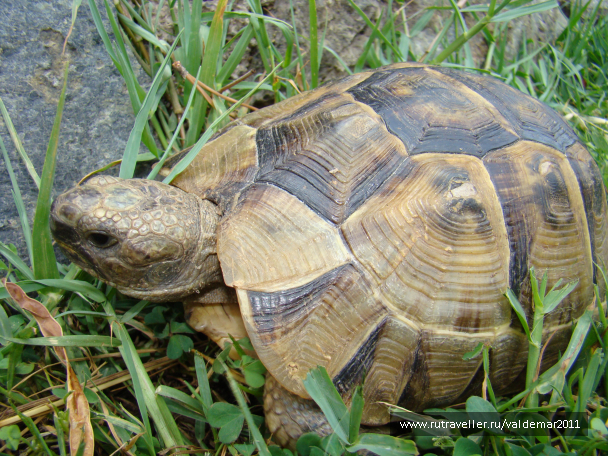 photo 1043344