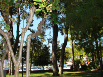 photo 1386517