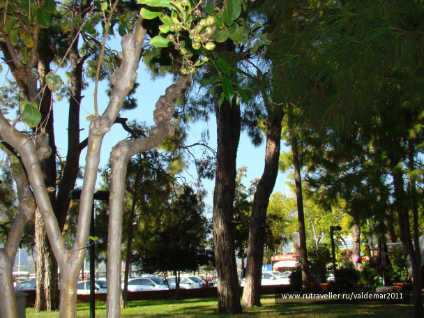 photo 1386517