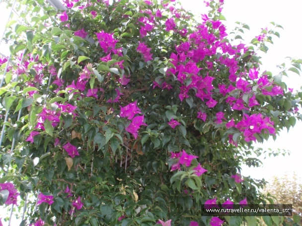photo 87796