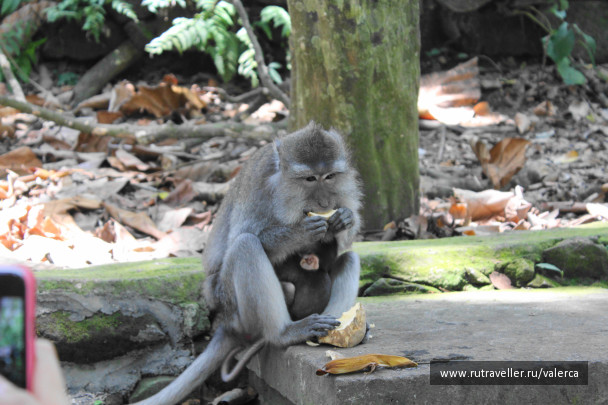 photo 1242416