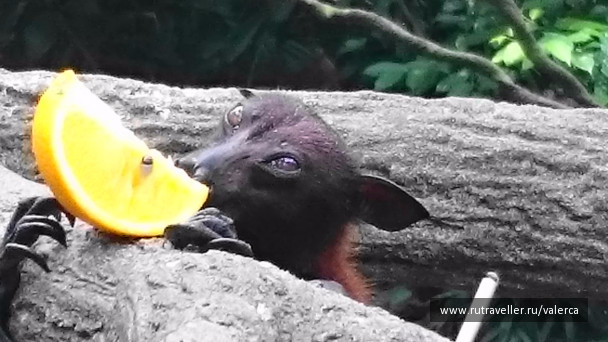 photo 1242467
