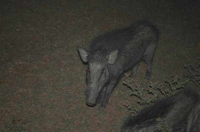 photo 668475