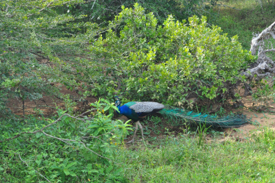 photo 668478